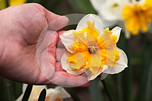 A narcissus flower in a woman's hands grows in the garden, a white and yellow split capped narcissus, background