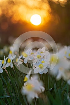 Narcissus flowerbed with evening sun disk on background