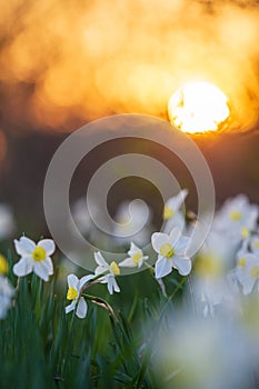 Narcissus flowerbed with evening sun disk on background