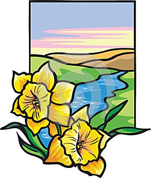 Narcis květiny 