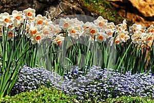 Narcissus Flowers