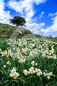 Narcissus flowers blooming on the Izu coast in early spring.