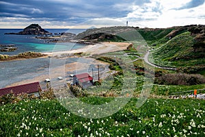 Narcissus flowers blooming on the Izu coast in early spring.