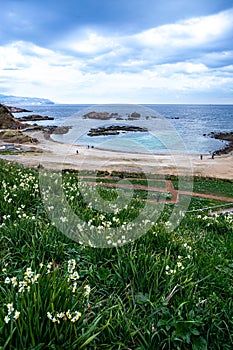 Narcissus flowers blooming on the Izu coast in early spring.