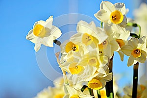 Narcissus Flowers or daffodils growing alone. photo