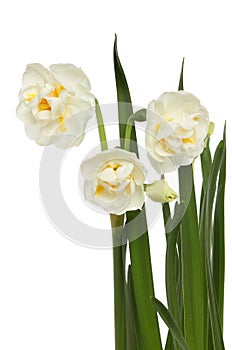 Narcissus flowers and foliage