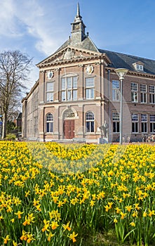 Narcissus flowers in front of the museum in Veendam photo