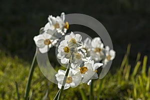 narcissus flowers in the garden, natural bokeh