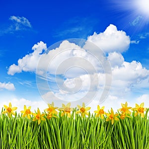 Narcissus flowers in grass over sunny blue sky