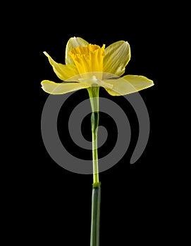 Narcissus flowers isolated on a black background