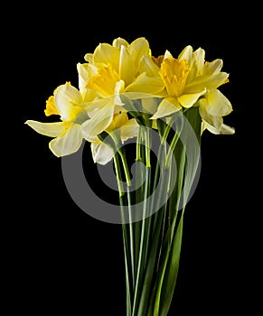 Narcissus flowers isolated on a black background