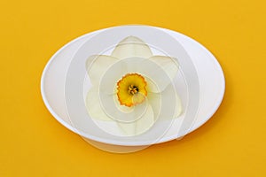 Narcissus flowers lie on a white small plate on a yellow background.