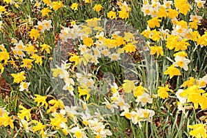 Narcissus flowers (Narcissus Pseudonarcissus)