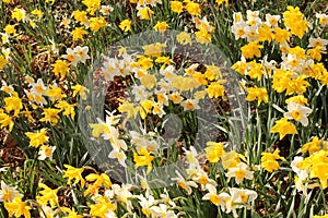Narcissus flowers (Narcissus Pseudonarcissus)