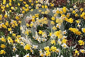 Narcissus flowers (Narcissus Pseudonarcissus)