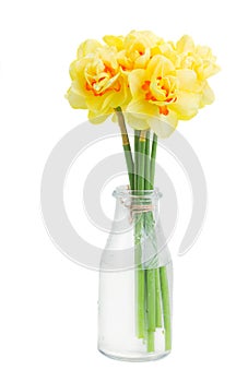 Narcissus flowers posy in vase