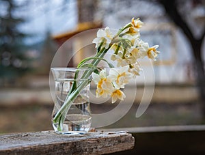 Narcissus flowers in a small glass cup in the garden