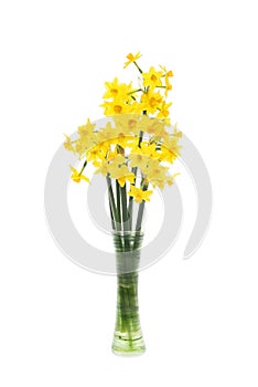 Narcissus flowers in a vase