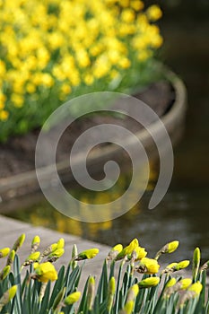 Narcissus freshman Yellow daffodils