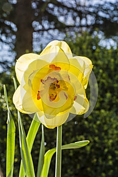 Narcissus garden cultivar Tahiti
