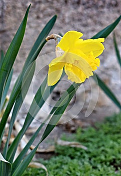 Narcissus Narcissus is a genus of monocotyledons in the Amarylidaceae family. photo