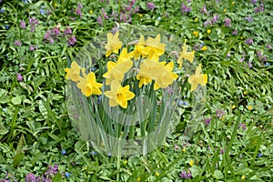 Narcissus is a genus of predominantly spring flowering photo