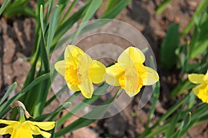 Narcissus is a genus of predominantly spring flowering perennial plants