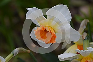 Narcissus `Barrett Browning` photo