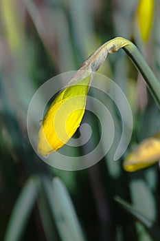 Gracefully Unopened Daffodil Bud on Arched Stem - amaryllis