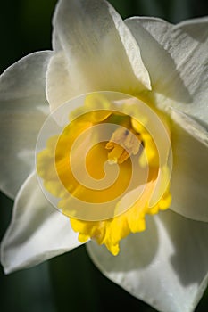 Graceful Soft-Focused White and Buttery Yellow Daffodil - amaryllis