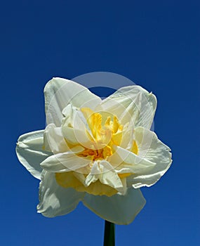 Double Daffodil Narcissus White and Yellow on blue sky background