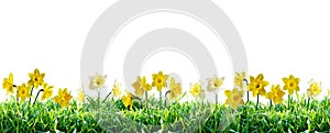 Narcissus in green grass. Spring border. photo