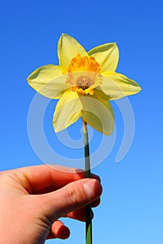 Narcissus in the hand