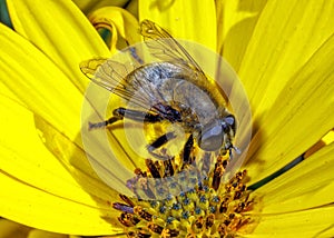 Narcissus Hoverfly - Merodon equestris feeding on a Cape Daisy.