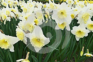 Narcissus `Ice follies` Amaryllidacea. White and yellow large flowers.