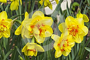 Narcissus of the Innovator species photo