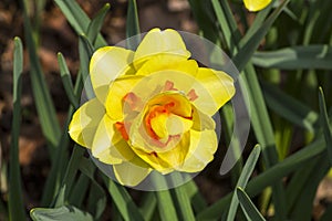 Narcissus of the Innovator species photo