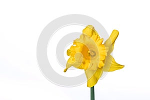 Narcissus isolated