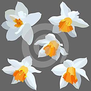 Narcissus isolated. Vector illustration set.