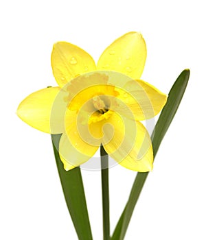 Narcissus