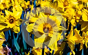 Narcissus. Narcissus jonquilla amarilla photo