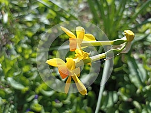 Narcissus jonquilla, commonly known as jonquil or rush daffodil