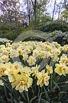 Narcissus jonquilla, rush narcis or jonquil, Keukenhof flower garden, Lisse, Netherlands