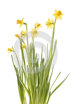 Narcissus jonquilla in studio