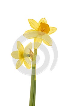 Narcissus jonquilla in studio
