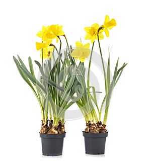 Narcissus jonquilla in studio