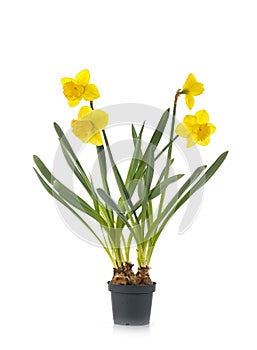 Narcissus jonquilla in studio