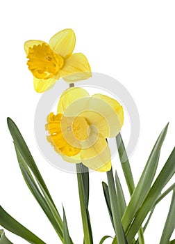 Narcissus jonquilla in studio