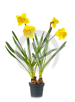 Narcissus jonquilla in studio