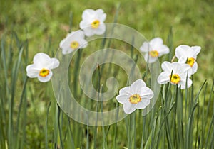 Narcissus 'La Riante'